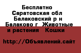 Бесплатно - Саратовская обл., Балаковский р-н, Балаково г. Животные и растения » Кошки   